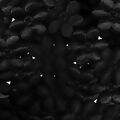 Aplique-Flor-1340-20mm-25un-Carol-Preto