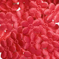 Aplique-Flor-1340-20mm-25un-Carol-Vermelho